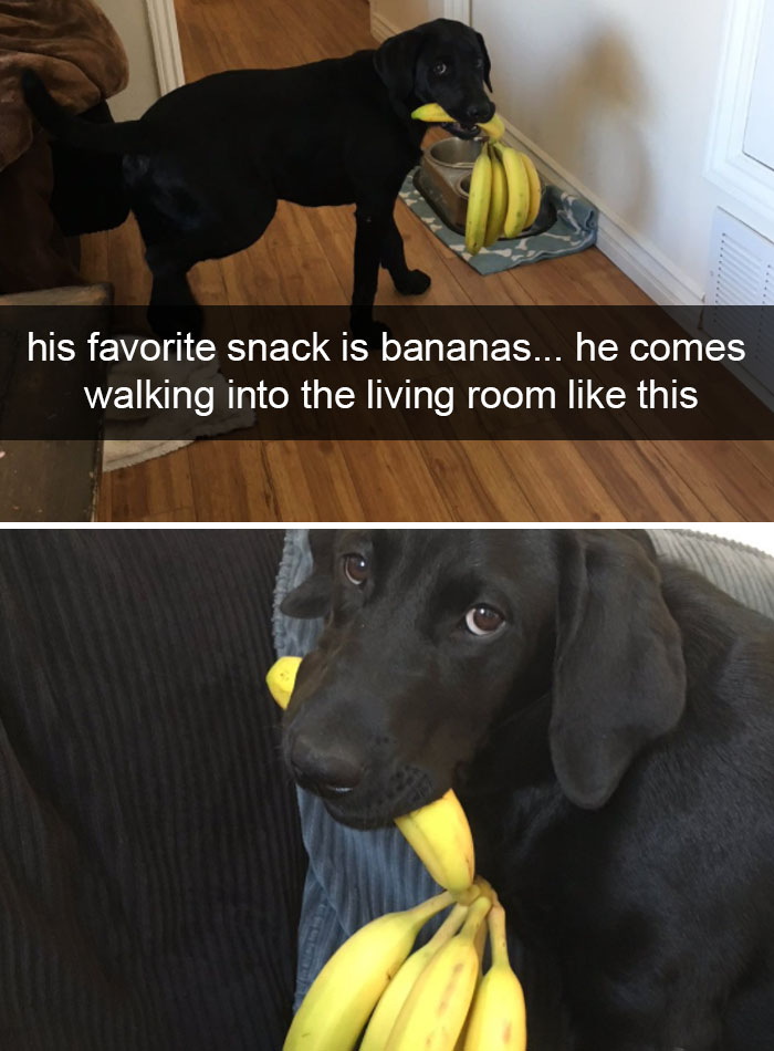 Dog-snapchats