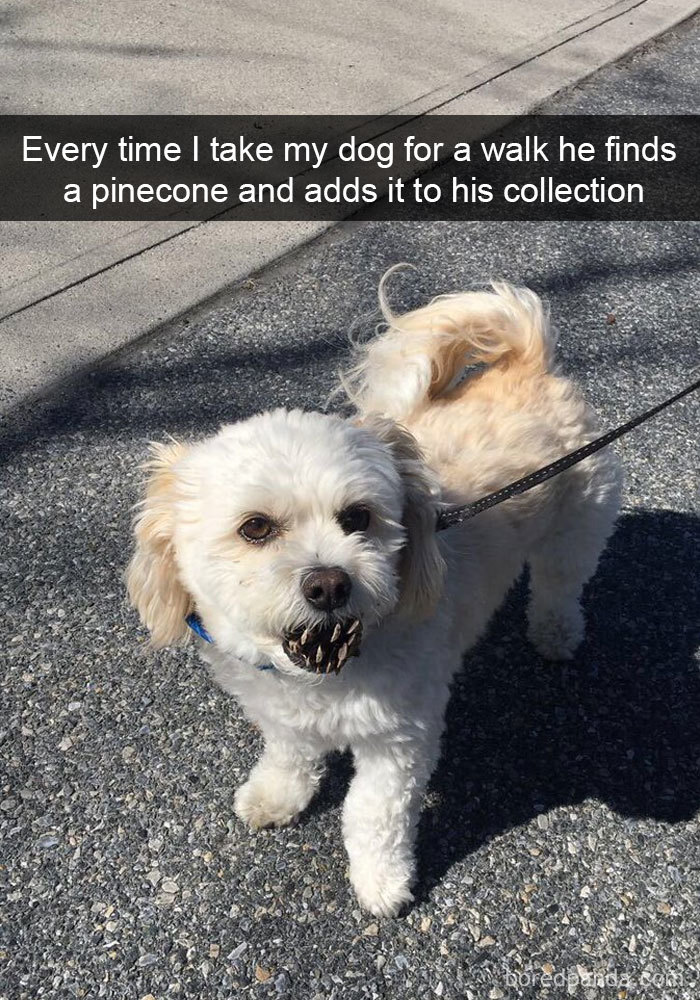 Dog Snapchat