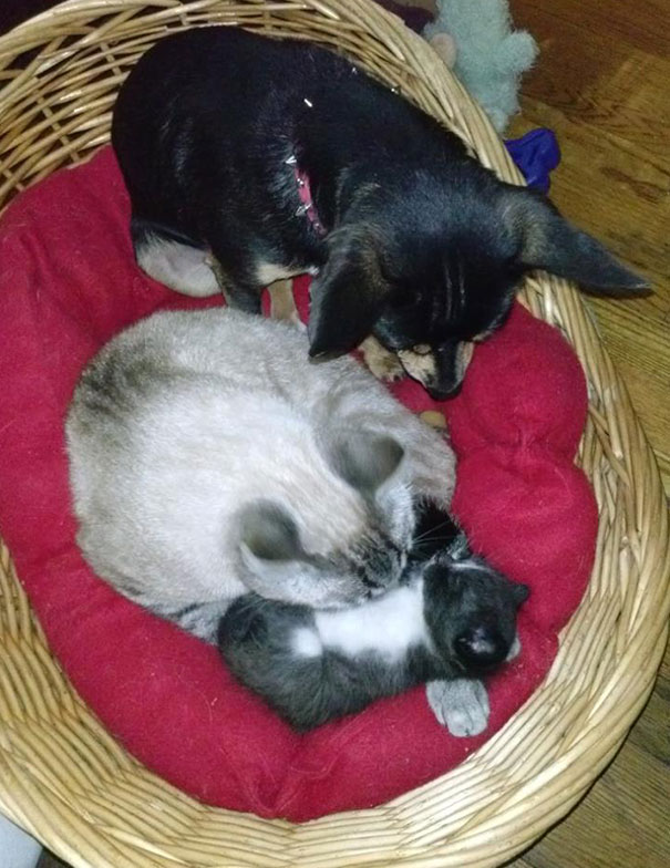 My Cat Recently Gave Birth To A Single Kitten. My Dog Also Thinks She Is Mom, Too