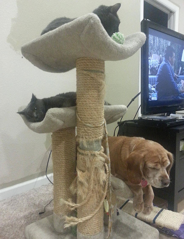 My Dog And My BF's Cats Sharing The Cat Tower
