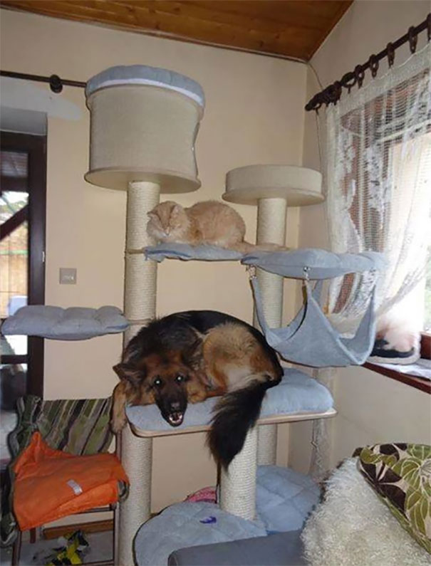 When Dog Spends Too Much Time With Cat