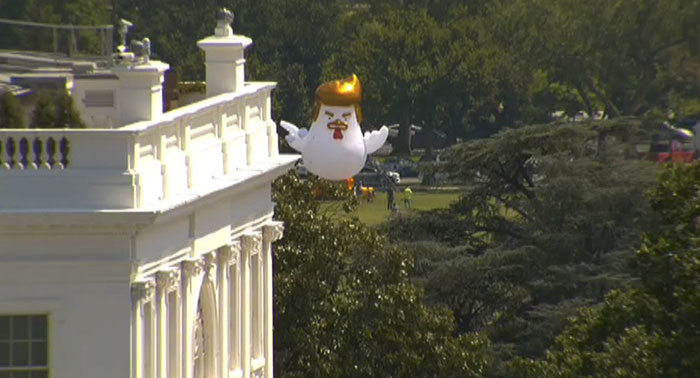 Giant Inflatable Chicken That Looks Like Trump Just Landed Near The White House