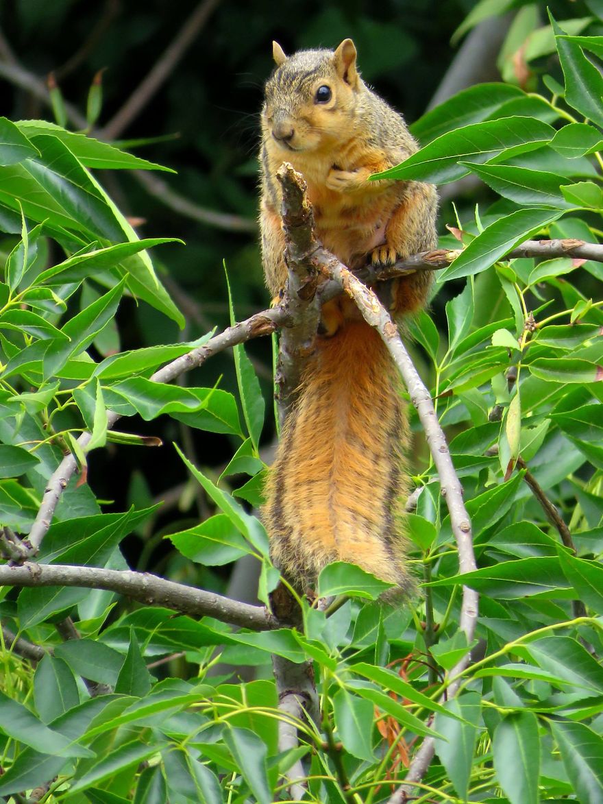 Magnificent Tail. Tree Squirrel.