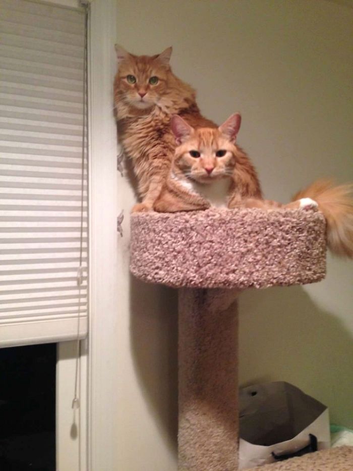 Two Cats Sitting In A Cat Tree