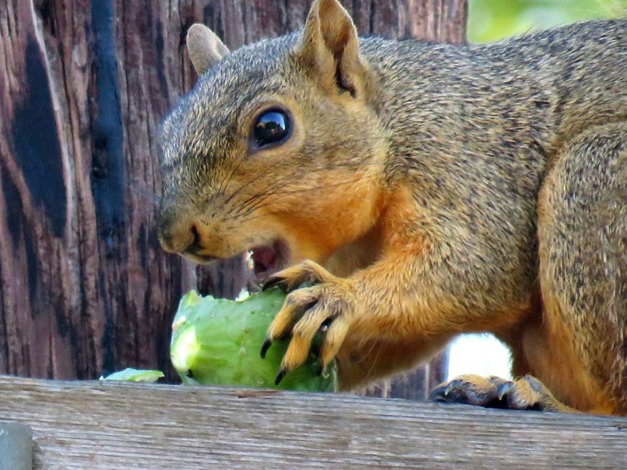 Tree Squirrel Enjoying An Unripe Fig From The Neighbor's Tree.