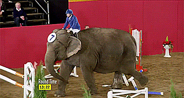 Este Elefante Se Ríe De Tus Normas