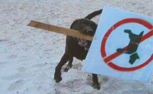 10+ Badass Animals Who Don’t Care About Your Stupid Rules