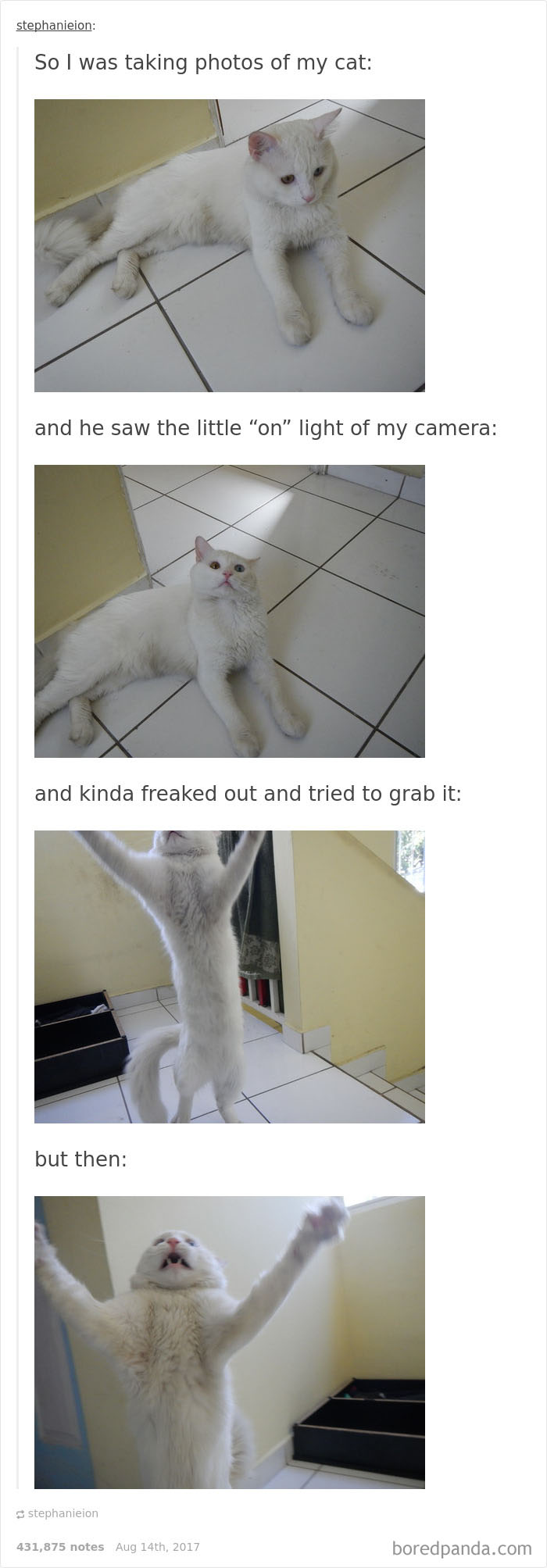 Funny-cat-pics-tumblr