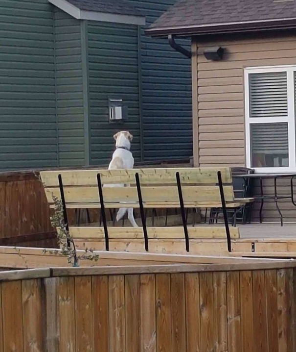 Mom Looked Out The Window And Saw Her Neighbours Dog Sitting Like This