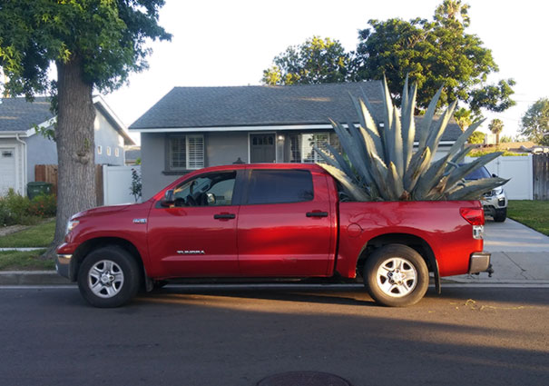 For The Past Two Days, My Neighbor Has An Agave Plant In His Truck. He's Been Watering It And Everything. I Haven't Had The Courage To Ask Him Why Yet