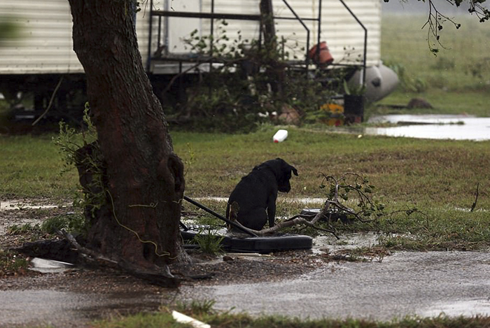 Some People Left Their Dogs Tied Up To Die In The Flood And It Will Break Your Heart