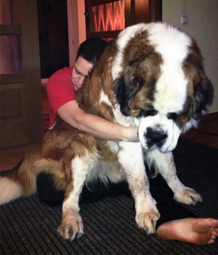 My Friends Giant Dog. Seriously, GIANT