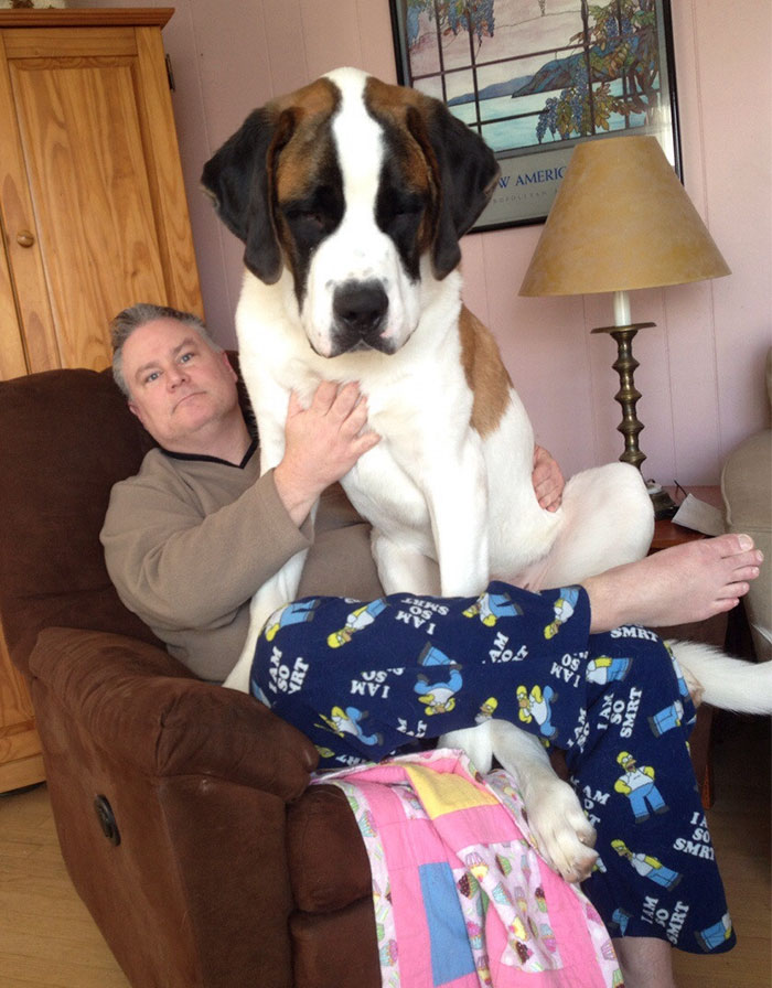 Our 11-Month-Old, 130 Pound Lap Dog Simba