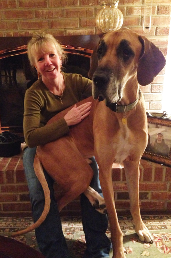 I See You Guys Like Huge Pups. Here's My Dane Hanging Out By The Fire With My Mom