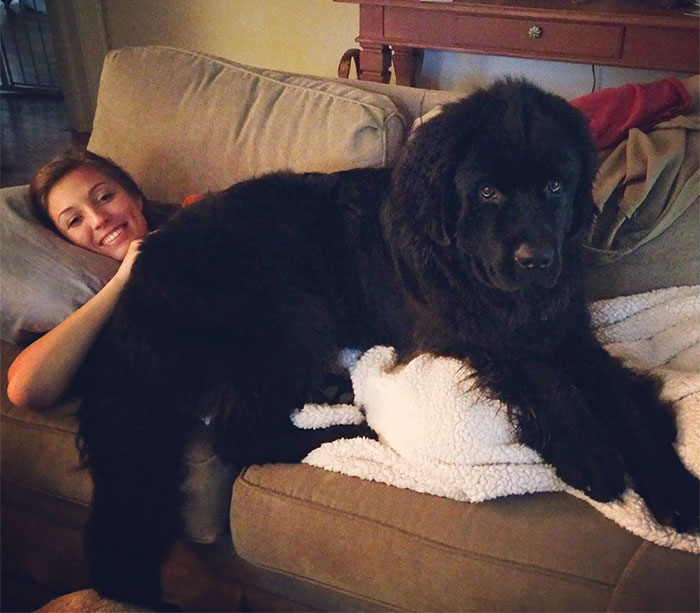 This Puppy Still Thinks He's A Lap Dog. Otis The 90 Lb 7 Month Old Newf Pup!