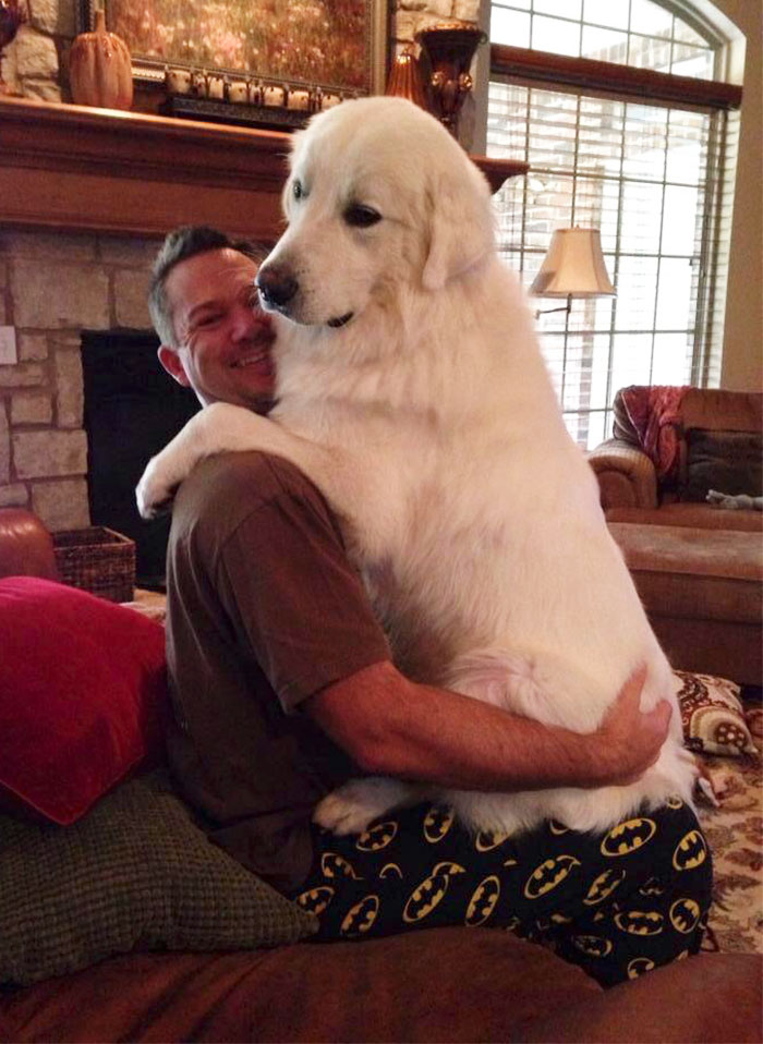 My Friend's Dog Still Thinks He's A Lap Dog. My Friend Is 6'3" For Size Comparison