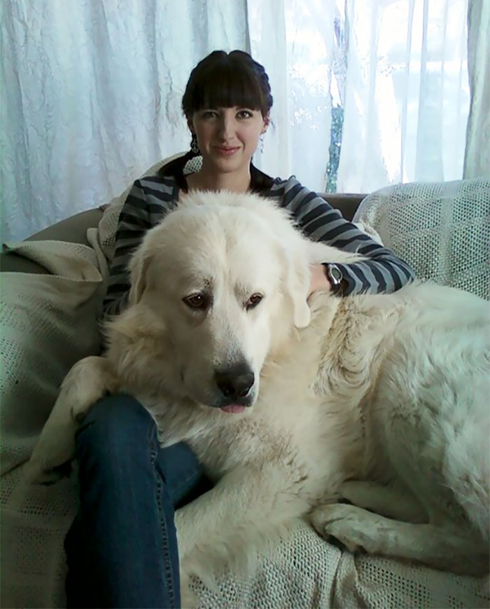 He May Be Just A Little Bit Large To Be A Lap Dog