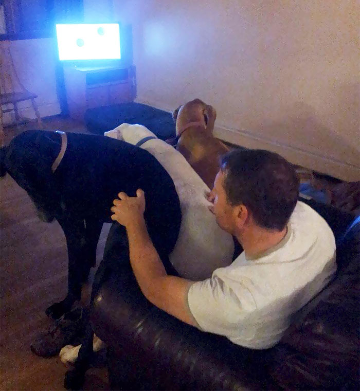 My Parents Have 3 Great Danes That All Love Sit On My Dad's Lap And Often Fight Over It. This Is The Only Time They'll Ever Do This
