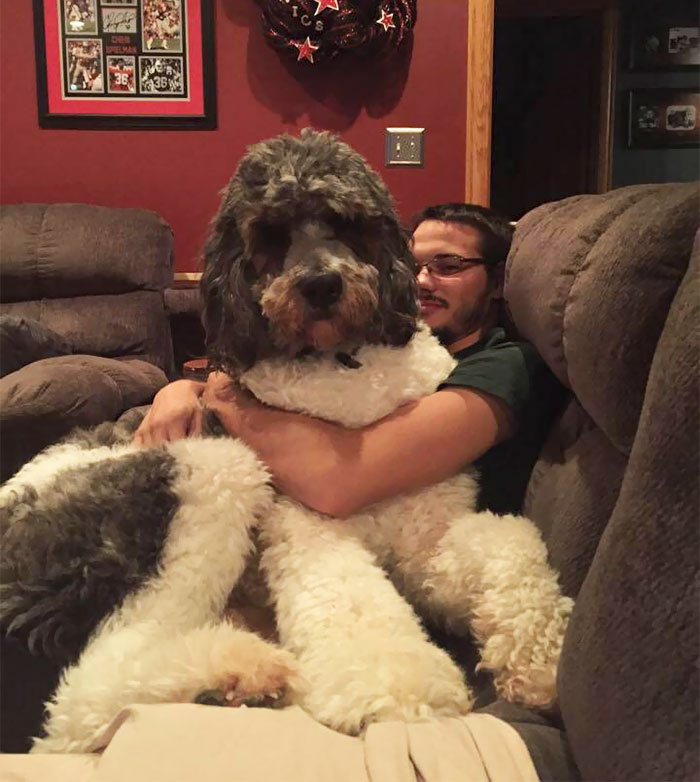 This Is Axl. He Thinks He's A Lap Dog And This Is How He Greets When I Come Home From College