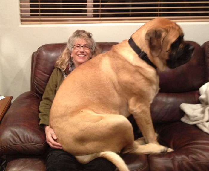 My Friend's Parent's Absurdly Large Dog
