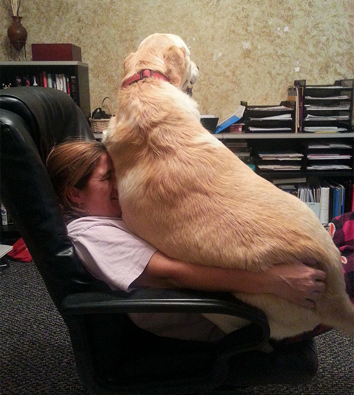He Thinks He's A Lapdog...