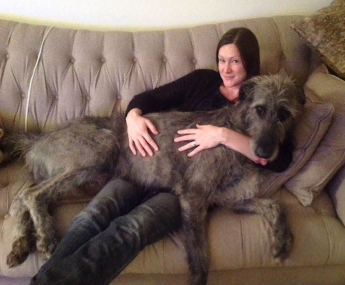 My Family's Full Grown Irish Wolfhound Still Thinks He Is A Lapdog Puppy