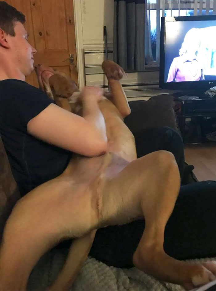Still Thinks He's A Lap Dog At 40kg
