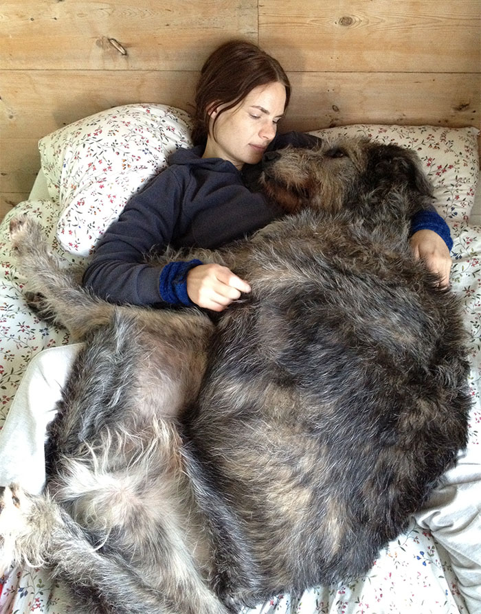 The Irish Wolfhoud, A Perfect Bed Buddy