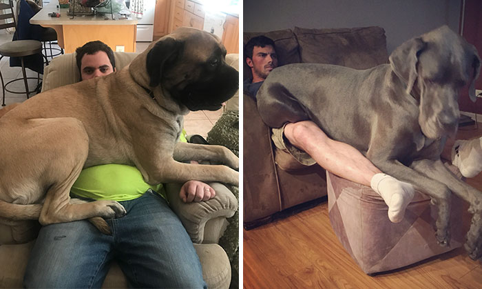 178 Dogs Who Don’t Understand How BIG They Are And Think They’re Lap Dogs (Add Yours)