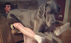 10+ Dogs Who Don't Understand How BIG They Are And Think They're Lap Dogs (Add Yours)