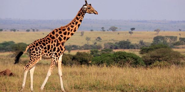 giraffe-facts-5997d52a3b401.jpg