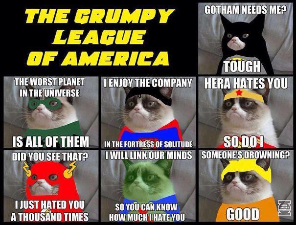 grumpy-cat-league-599bf11a29337.jpg