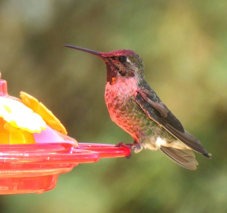 Sweet Hummingbird At The Feeder.