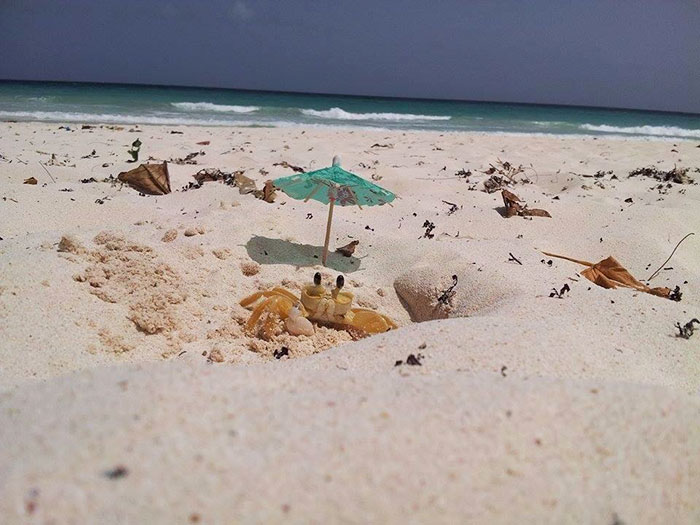 husband-takes-picture-funny-crab-beach-umbrella-2