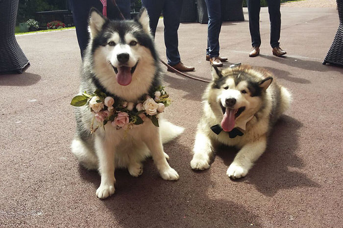 Couple Makes Their Malamutes Best Man And Maid Of Honor For Their Wedding And It's Too Cute