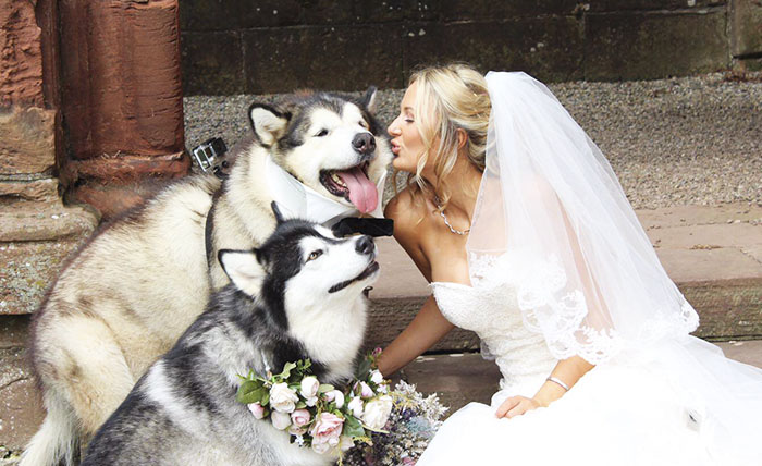 Couple Makes Their Malamutes Best Man And Maid Of Honor For Their Wedding And It’s Too Cute