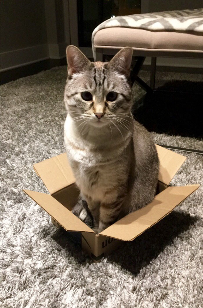 I've Never Had Cats, But I'm Catsitting This Week. Decided To Try An Experiment; Mogli Hopped Right In After The Box Had Been On The Ground For Only 3 Seconds. Cats Really Do Love Cardboard Boxes, I Guess