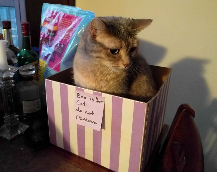 Box Is For Cat. Do Not Remove