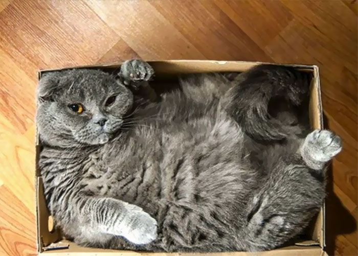 I Haven't Gained Weight - The Box Shrunk
