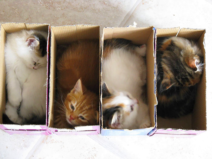 Who Ordered Boxed Kittens?