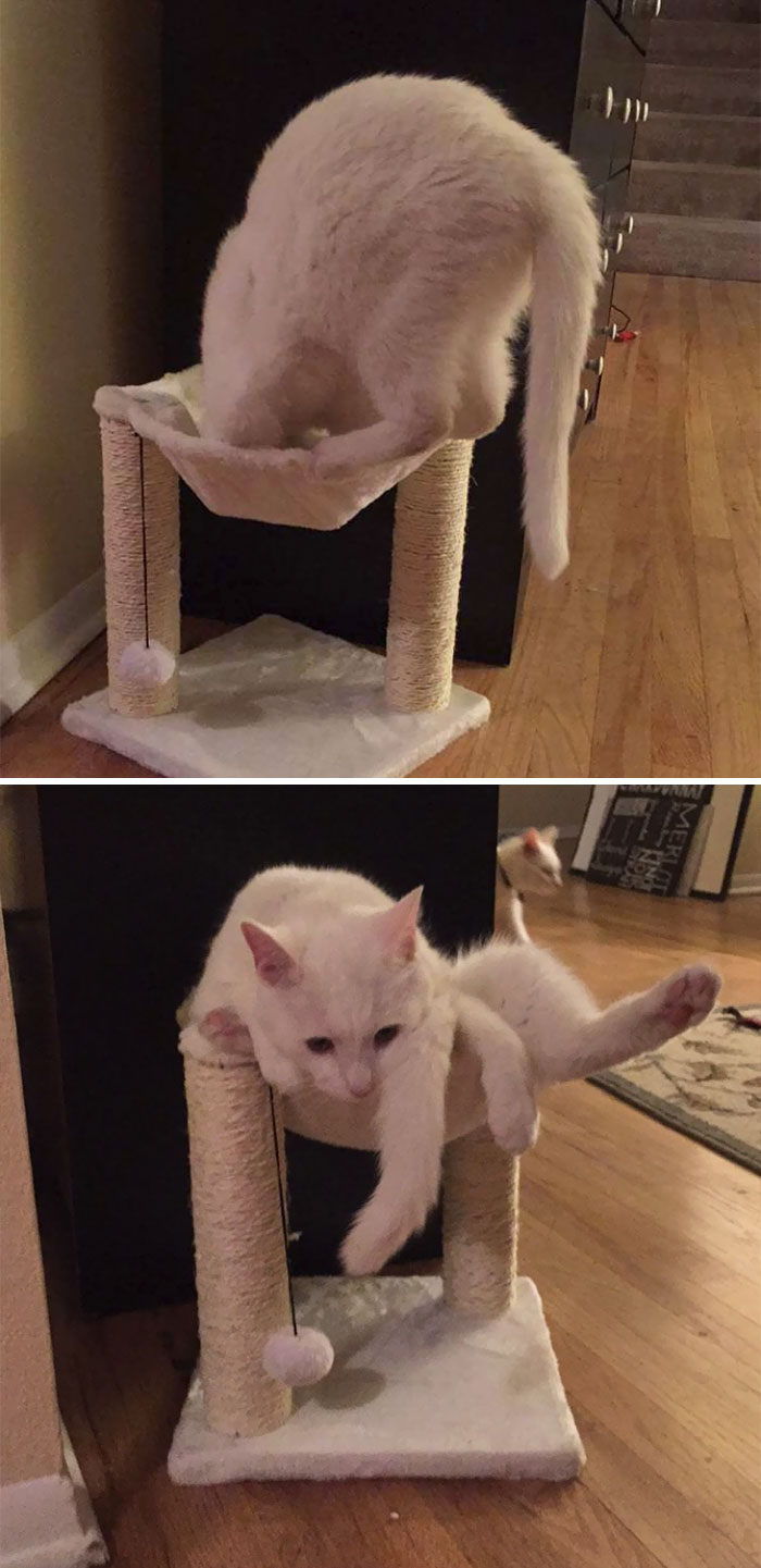 My Cat Tried His Damnedest To Fit In This Deceivingly Undersized Cat Tree From Groupom