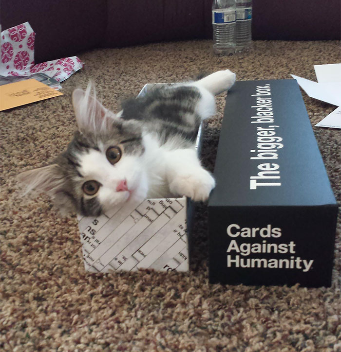Got The Bigger, Blacker Box Today In The Mail. My Cat Was Thrilled