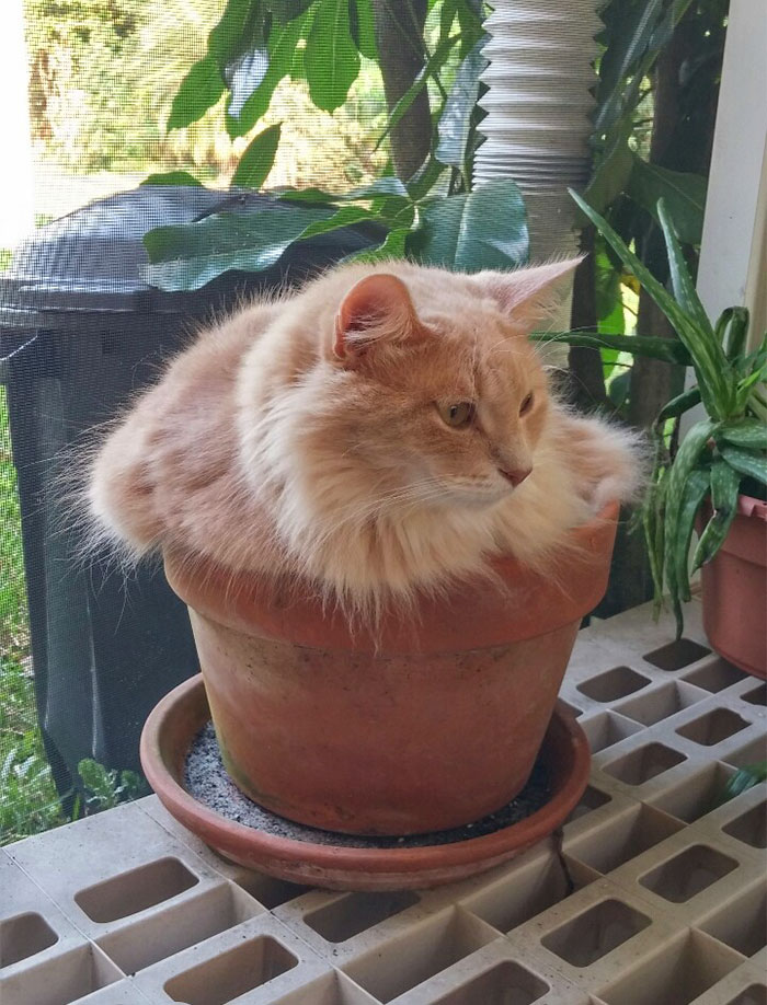 The Orange Shrub-Cat Requires Many Pets To Grow Big And Strong. Contrary To Other Shrubs, This Shrub Is Deeply Adverse To Being Watered