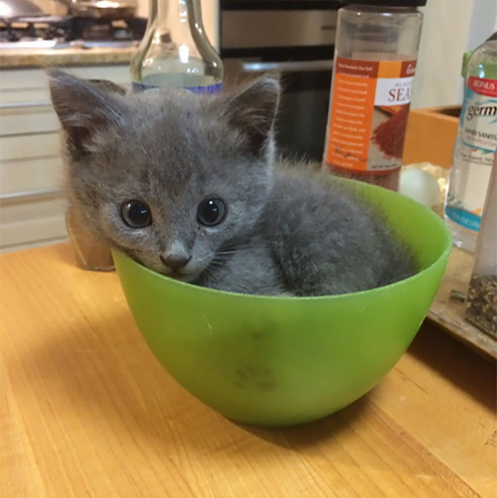 The Little Paw Showing Through The Bowl