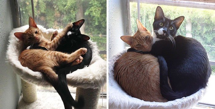 Adopted Cat Brothers Continue Sleeping Together Even After They Outgrow Their Bed
