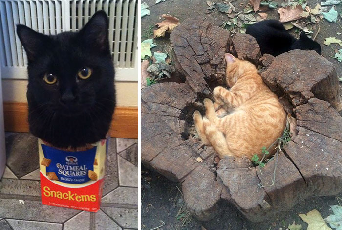 50 Times Cats Said If It Fits