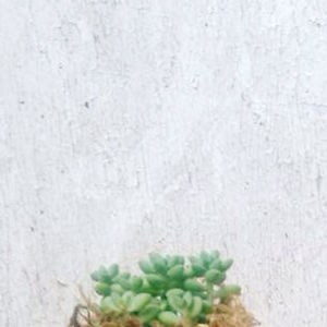 stacyentwistle79x avatar