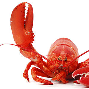 Lying_Lobster