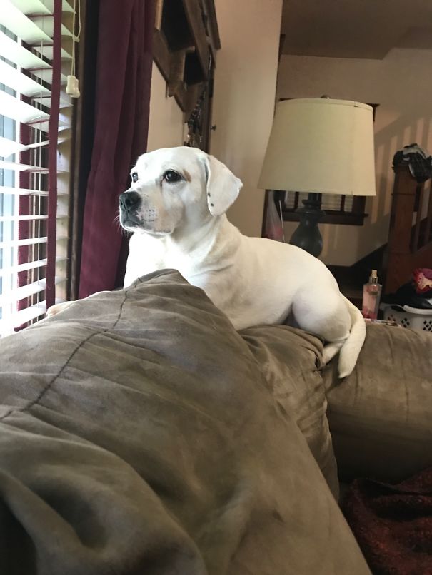 My Pittie Thinks She's Cat. She Sits There And Stares Out The Window More Than Our Cats Do