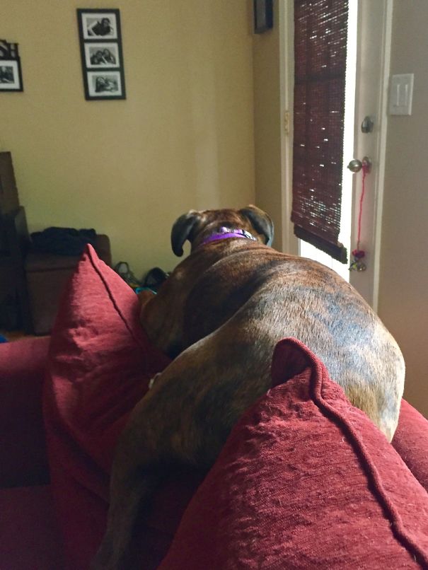 Boxer Things She Can Sleep On The Back Of The Couch Like A Cat.